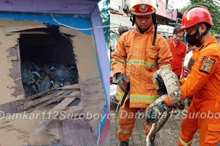 Dok. Petugas Dinas Pemadam Kebakaran dan Penyelamatan (DPKP) Kota Surabaya saat mengevakuasi ular jenis sanca kembang (istimewa)