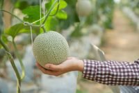 Ilustrasi budidaya buah melon (freepik)