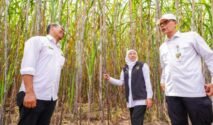 Gubernur Jawa Timur Khofifah Indar Parawansa memimpin kegiatan taman tebu di Desa Ngletih, Kecamatan Kandat, Kabupaten Kediri, Sabtu (23/5/2026). (dok. Pemprov Jatim)