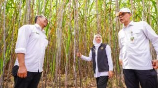 Gubernur Jawa Timur Khofifah Indar Parawansa memimpin kegiatan taman tebu di Desa Ngletih, Kecamatan Kandat, Kabupaten Kediri, Sabtu (23/5/2026). (dok. Pemprov Jatim)